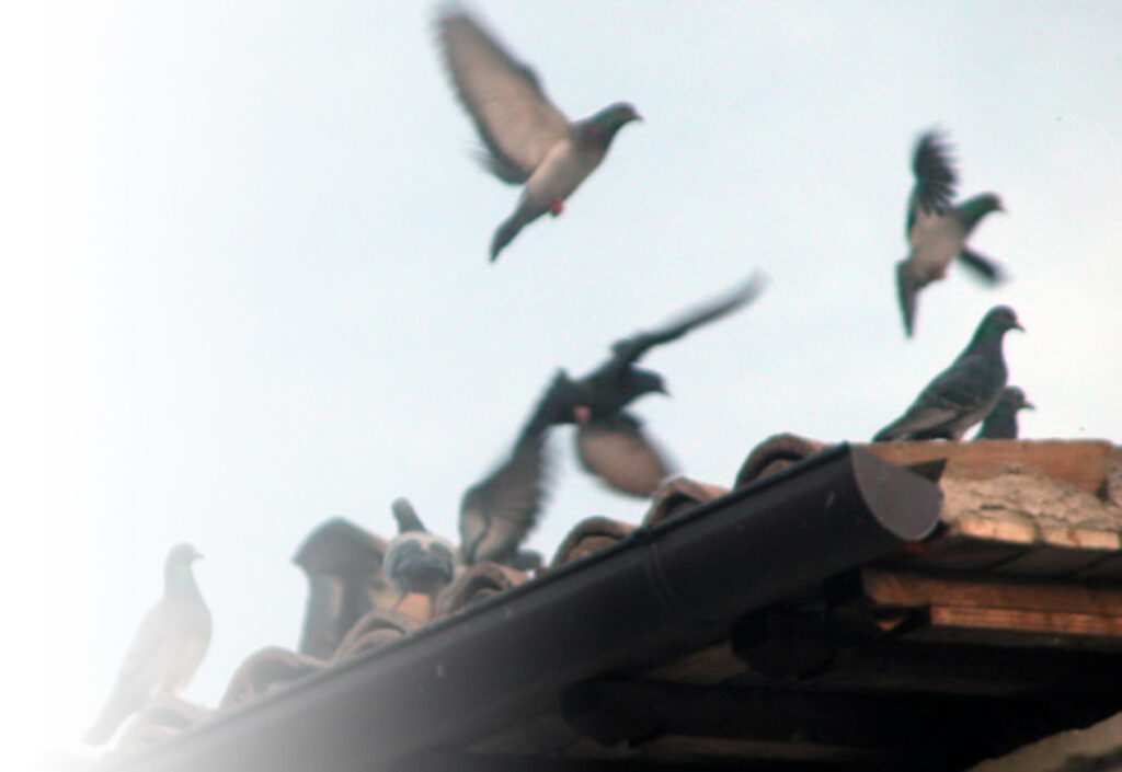 Contimmobiliare amministrazioni condominiali